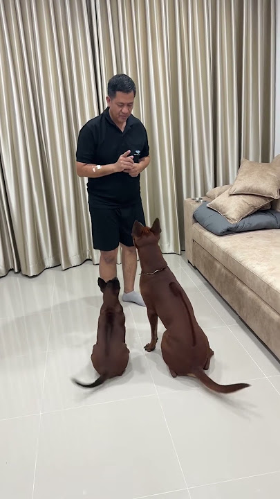 Bang!!! Slow style 😂 #ThaiTigerTigerSaddleback