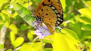 Butterfly eating honey from flowers so beautiful | Honey | Leon Levy | #flowers #garden #honey