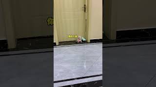 Tiny Teacup Pup Playing, Happy Little Buddy 🐶🐾 #TeacupPuppy #smalldogs