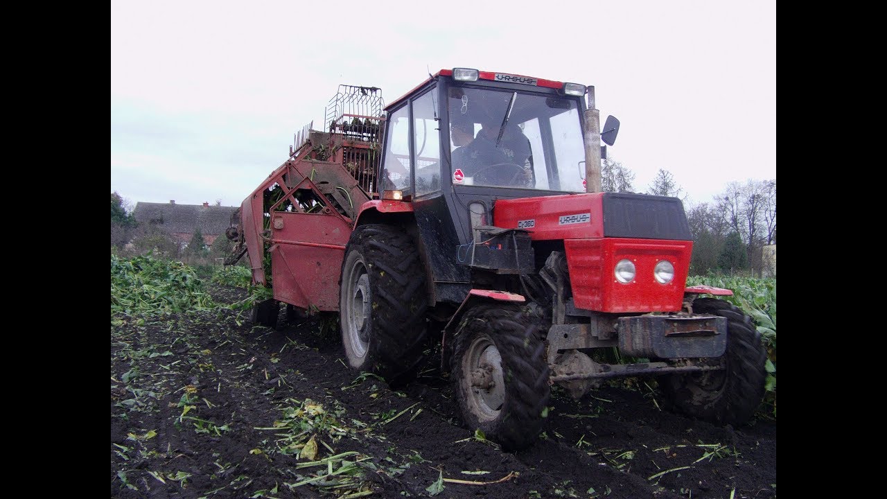 Kopanie buraków cukrowych 2017