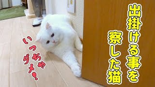 出掛けるのを阻止してくる構ってにゃんこ！果たして家に帰ったらお出迎えしてくるのか？
