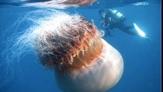Monster Jellyfish Attacks Girl At Beach, Caught On Video Koh Phangan Island Thailand 1080 Hd