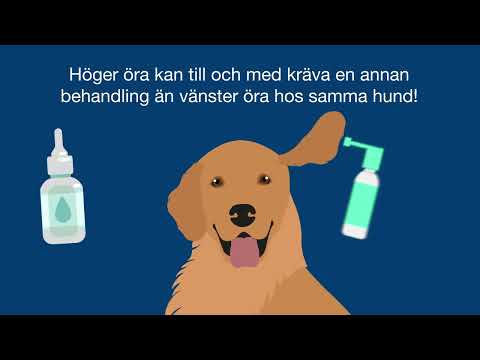 Video: Vad är von Willebrand hos hundar?