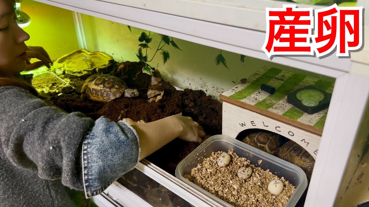 ４年間待ち続けたあのリクガメがついに産卵しました…！