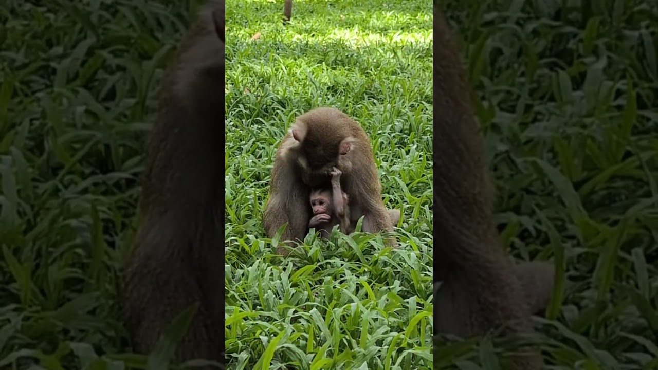 Mama Monkey's Love Story: Caring for Newborn Lynx and Her Growing Family #2 