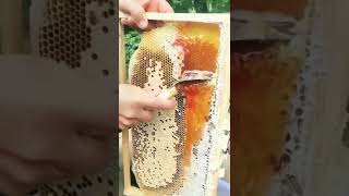 Amazing (069) honey filtering process #honey #shorts