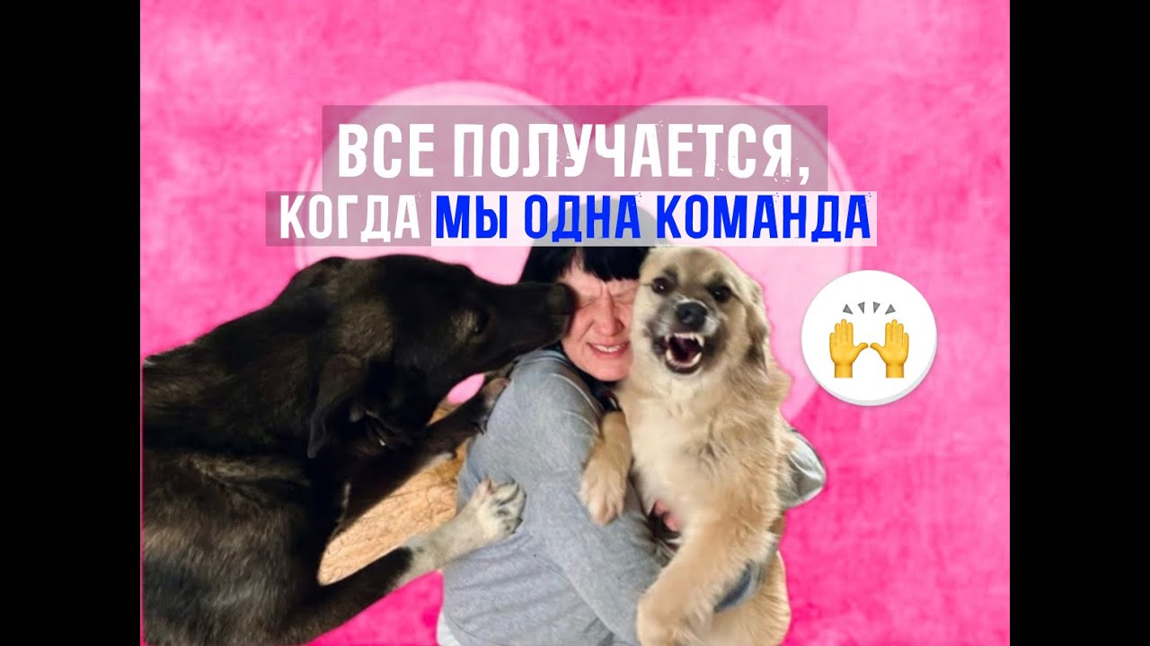 Радость собак-благоустройство домов. Передержка Беляша. - YouTube