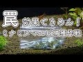超簡単！60cm水槽のミナミヌマエビの捕らえ方 ペットボトルの罠で一網打尽 （タイムラプスもあるよ）