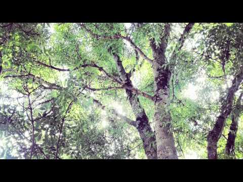Pau Vallvé — PAU VALLVÉ | Geranis als balcons (àudio)