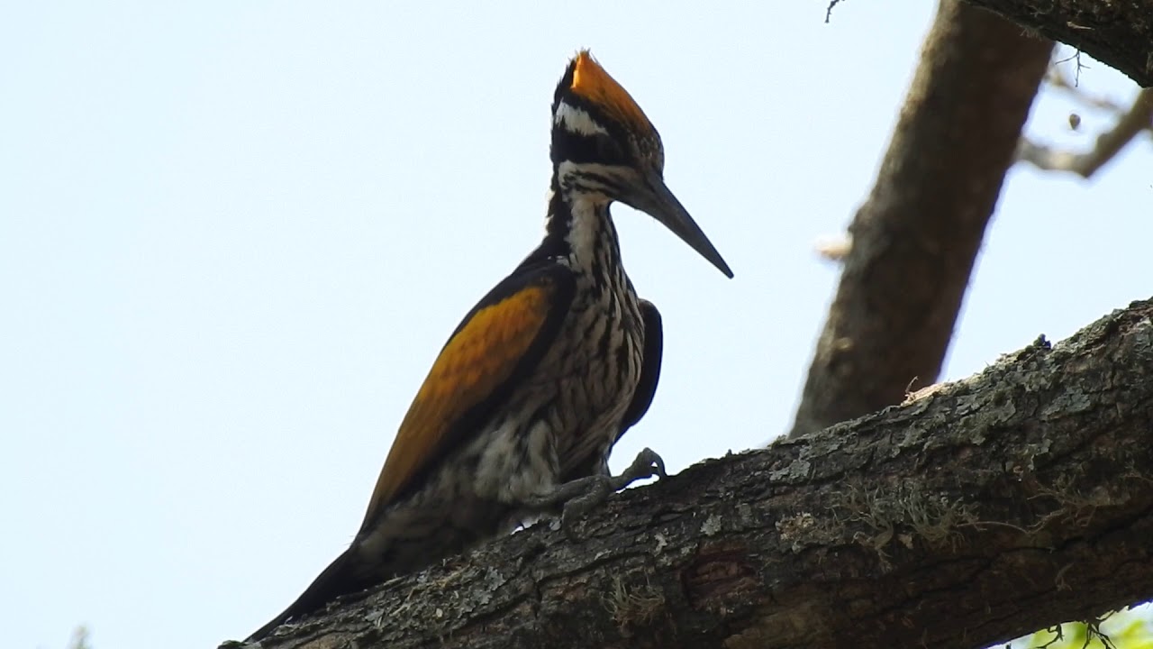 White Naped Wood Pecker 
