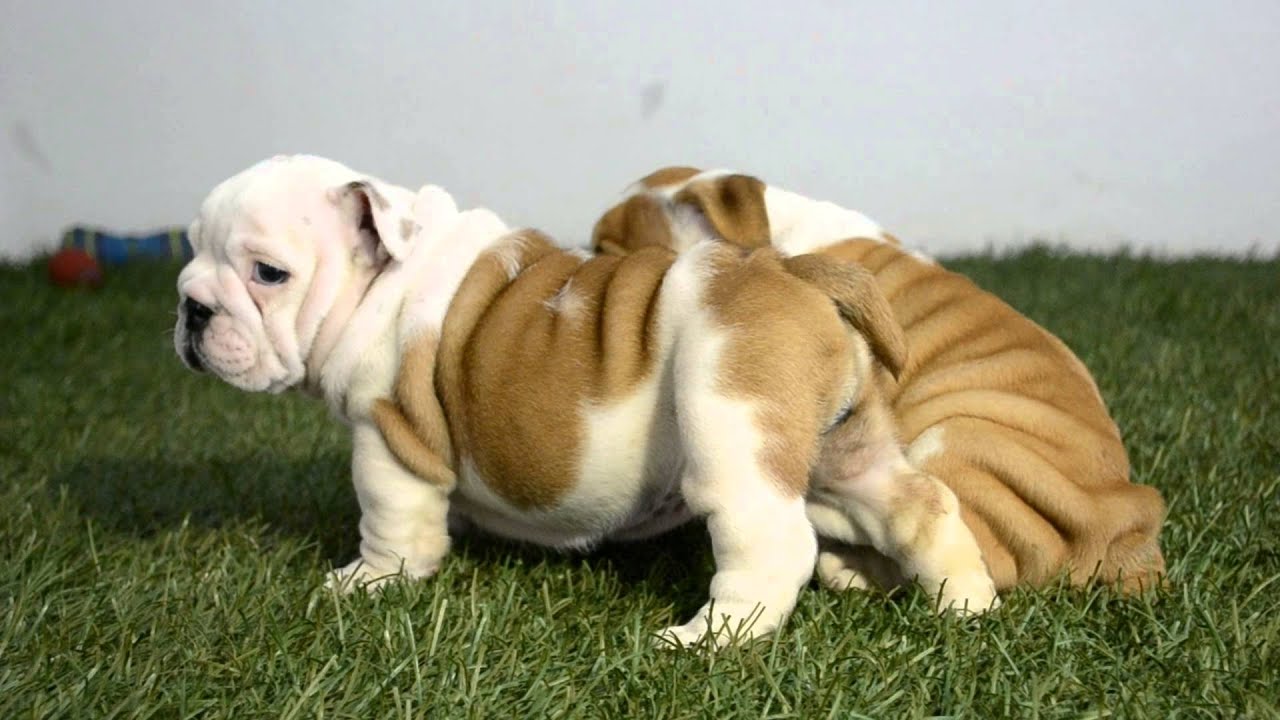 BELLA - MALIBU - English Bulldog puppies for Sale - Venta de bulldog ingles - www.bullcanes.net puppy paradise