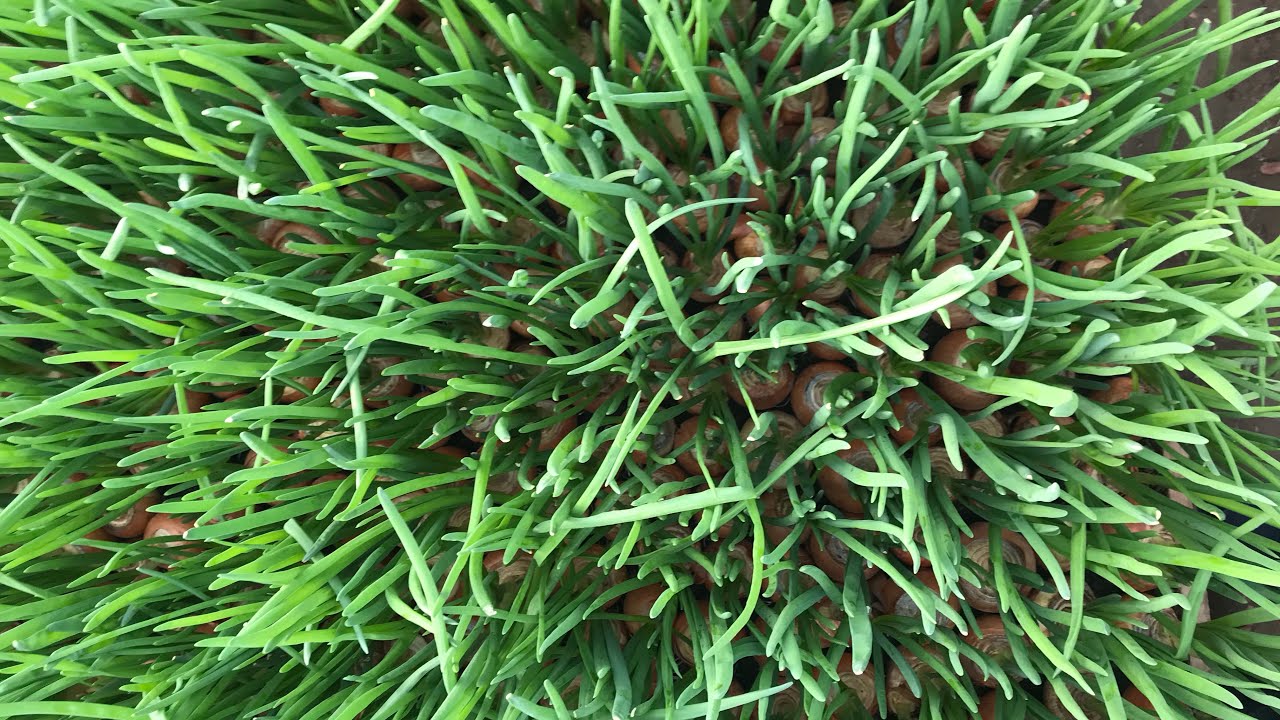 7/20Лук на перо . Эксперимент с БИО добавками от компании Asfert.