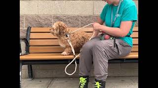 Bear 257771 is focused on his surroundings but didn’t mind being placed on the bench