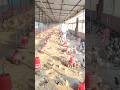 नौकरी से ज्यादा पैसा और इज्जत business मे है 💯💸🤑💵 #motivation #chicken #farming #poultry