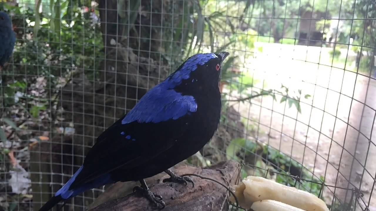 นกเขียวคราม Asian Fairy-bluebird 