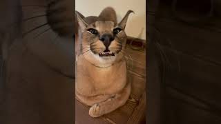 Another terrible floppa video to add up to the quantity of low effort 'irony' in today's rotten