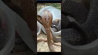 Why most people hate snakes? #fyp #fypシ