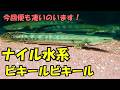 『新入荷』またこんな凄いのが⁉️粒揃いのポリプテルス　ナイル水系　Sobat Bichir アフリカ熱帯魚専門店