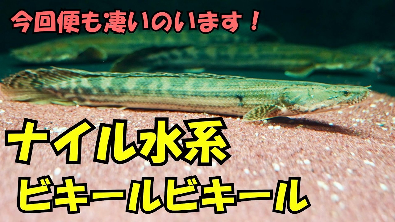 新入荷』またこんな凄いのが⁉️粒揃いのポリプテルス ナイル水系 Sobat