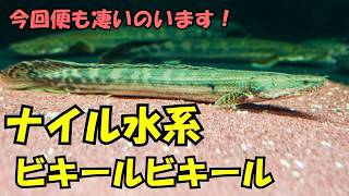 新入荷』またこんな凄いのが⁉️粒揃いのポリプテルス ナイル水系 Sobat