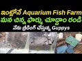 Aquarium fish farm at home  guppy fish farm  dumbo ear guppy  jet black guppy  albino full red