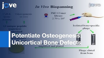 Peptides From Phage Display Library Modulate Gene Expression In Mesenchymal Cells l Protocol Preview