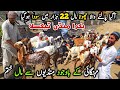 Taxila Bakra Mandi Latest Update 29 May 2026 | Palny Waly Bachy 2027/28 Liy 