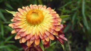 Everlasting flower - Xerochrysum bracteatum - Eilífðarblóm - Sólargull - Pappírsblóm -  Sumarblóm