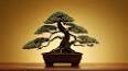 The Fascinating World of Bonsai ile ilgili video