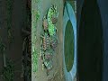 squirrel 🐿️ and turtle 🐢 || mobile videography #shorts #status #wildlife #nature #trending