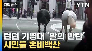 [자막뉴스] 런던 도심 질주한 말 두 마리...대체 무슨 일? / YTN