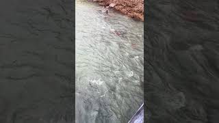 Trout stocking Three Forks Creek West Virginia