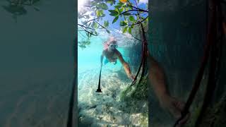 Bahamas Salt Water Rivers | Mangrove Forests