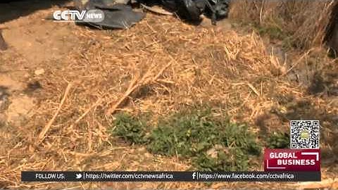 Harnessing earthworms to protect agriculture