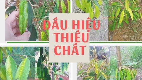 Cách nhận biết dấu hiệu thiếu chất trên cây sầu riêng. #chamsocsaurieng #saurieng #thieuchat#huuco
