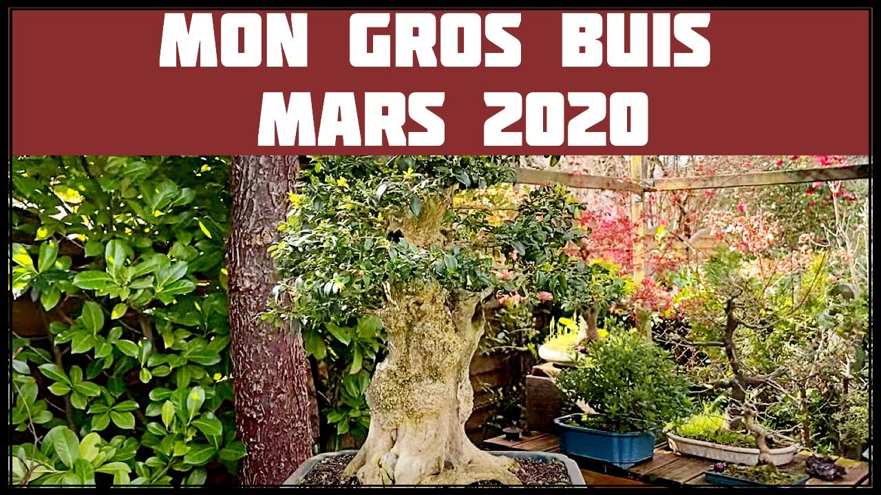 BUIS COMMUN SEMPERVIRENS MARS 2020 🌱NEJIKAN BONSAI 🌱