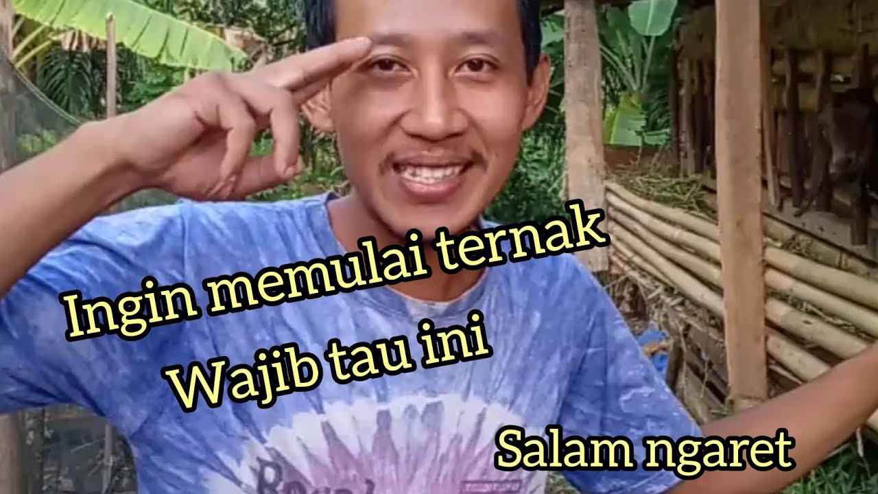 Memahami cara memilih indukan kambing untuk peternak pemula 