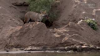 Boon of the Curse: Unholy Chambal | Official Trailer | ALT EFF 2025
Shivang Mehta / India / 9 mins / English / 2025
Unlike most rivers in India, the Chambal was never worshipped. Legend called it cursed. Yet the myth that kept people and industry away also kept her wild and clean. Today, home to over 400 species, she shapes the lives of creatures that inhabit this unique ecosystem. Boon of the Curse: Unholy Chambal | Official Trailer | ALT EFF 2025