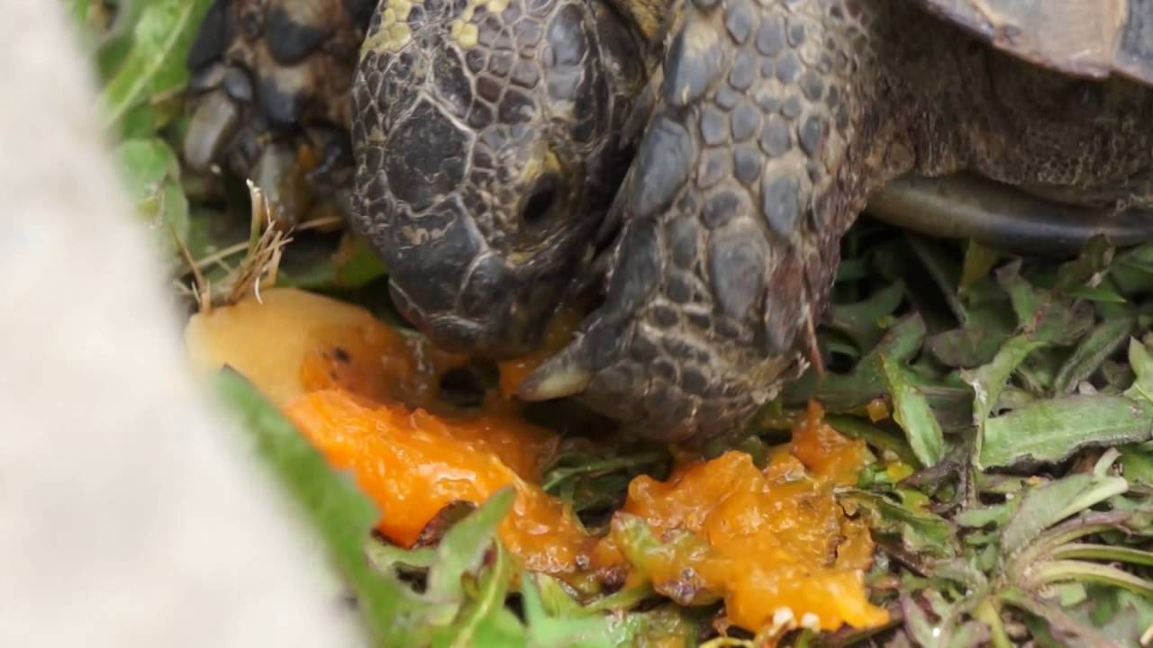 Tortoise Eating Fresh Apricots & Mulberries YouTube