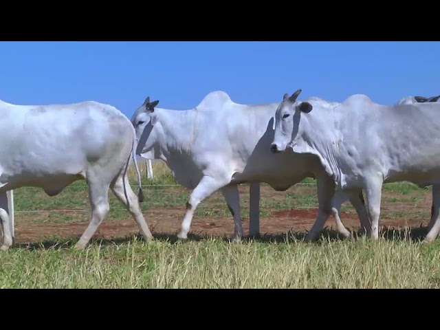 LOTE 43   9925 9939 2028 363 mp4