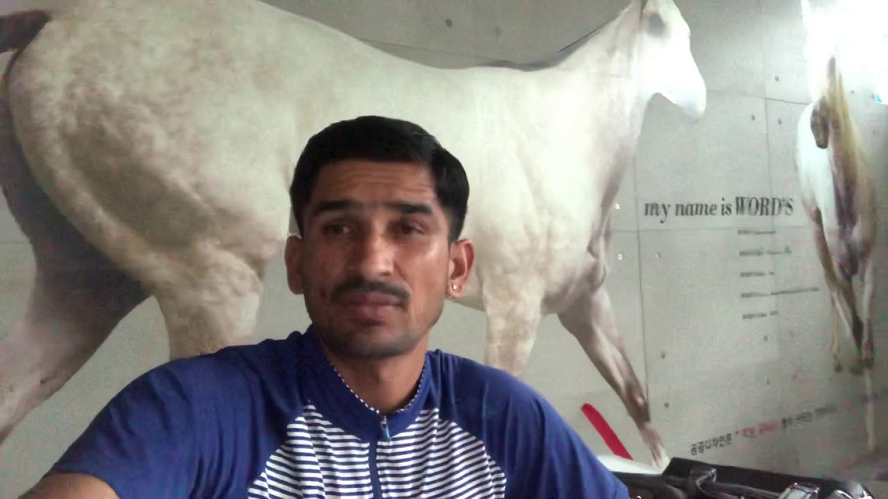 Horse racing jobs for indians Nz Au singapore Dubai and korea YouTube