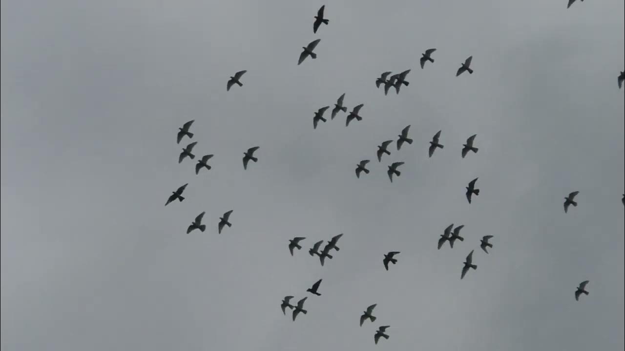 Птицы на крыше. Стая голубей. Голуби над нашей зоной. Жилище голубя. Голуби над нашей крышей.