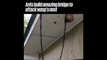 Ants build amazing bridge to attack wasp