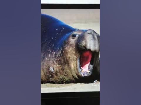 BABY SEAL IN FRENCH🤣🤣 - YouTube