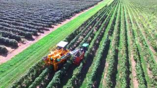 2015/09/20 - Grape picking at Burch Farms