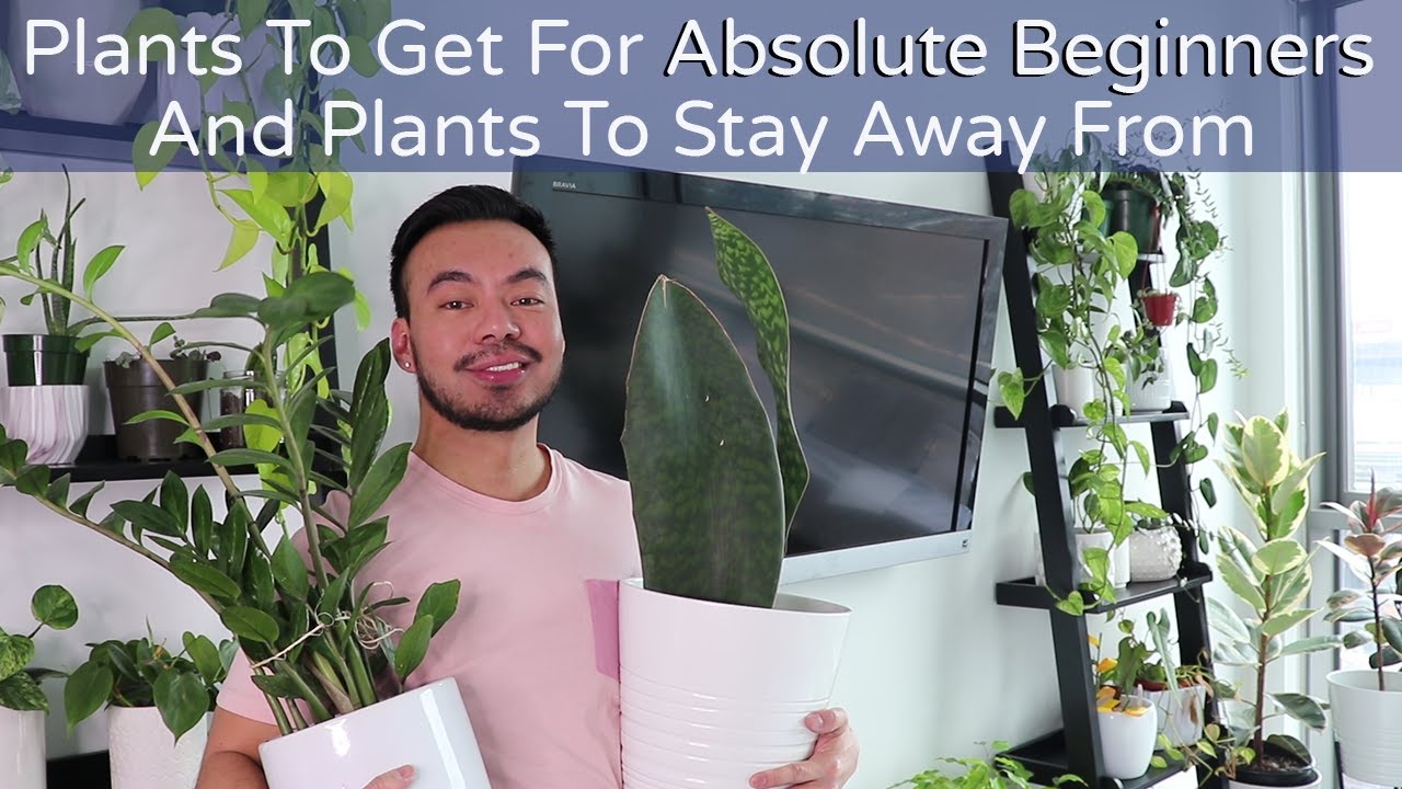 3 Easy Indoor Plants for Absolute Beginners and 3 Difficult Plants to