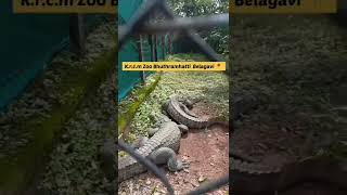 kittur Rani Channamma Mini Zoo Bhuthramhatti Belagavi #belagavi #karnataka #zoo