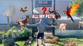 ALL my ANIMALS in ONE VIDEO! *CRAZY*