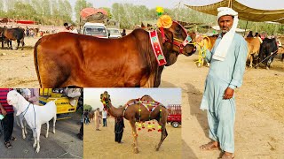 Latest Update Lahore Bakra Mandi Shahpur Kanjra || Makhi Cheena Bakra || Cattle Market 2021