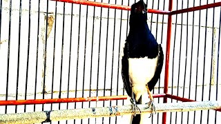 MASTERAN KACER NEMBAK FULL NAGEN MATERI MAHAL!!!Kacer ngobra narung